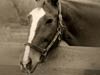 Pets Portfolio 3