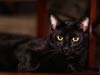 Pets Portfolio 4