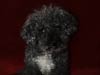Pets Portfolio 7